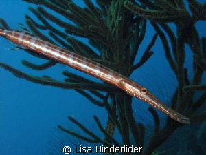 Trumpet fish -always on the hunt. Bonaire by Lisa Hinderlider 